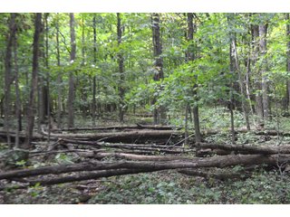 Dekalb County, Indiana Farmland - MAJOR LAND AUCTION - 516+/- ACRES OFFERED IN 18 TRACTS OR COMBINATIONS IN DEKALB COUNTY, INDIANA